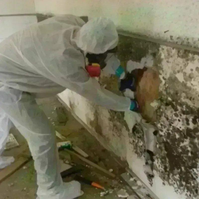 Mold Remediation and Removal in Orchard City, CO